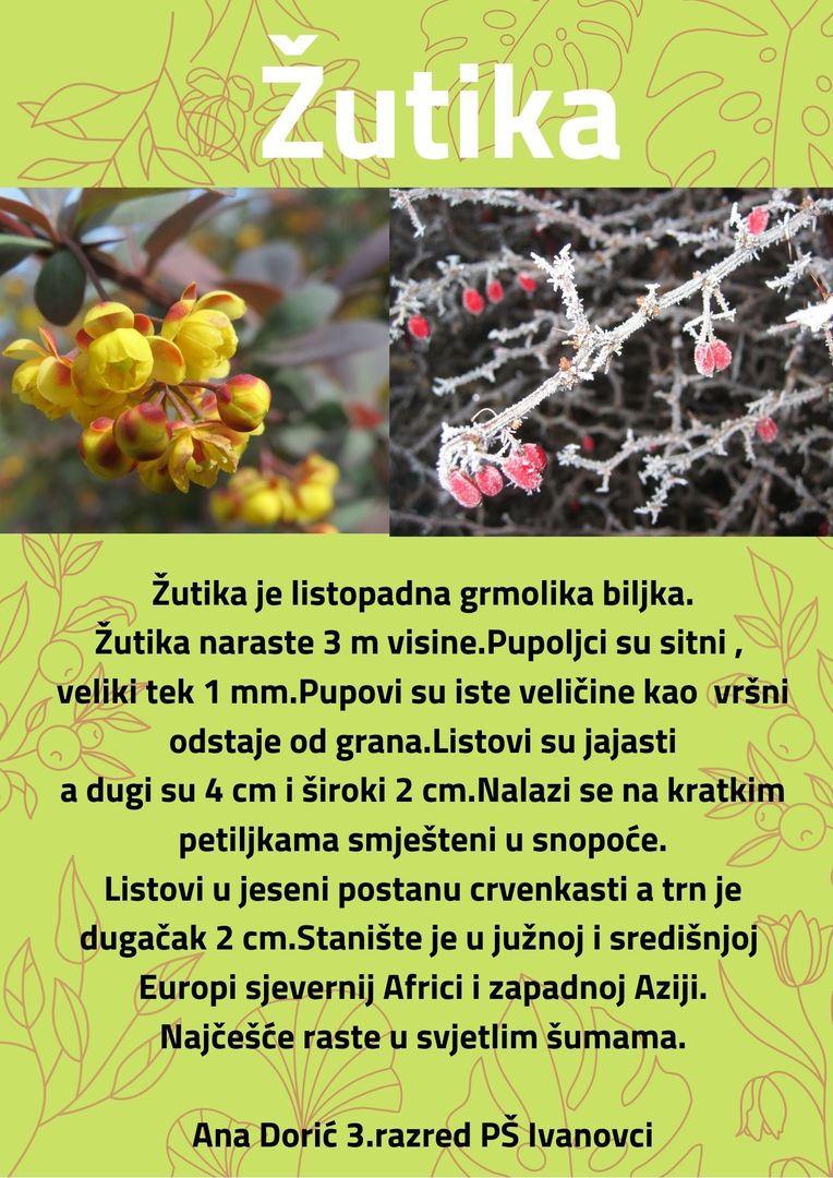 Abeceda biljaka by Biljana Popović - Ourboox.com