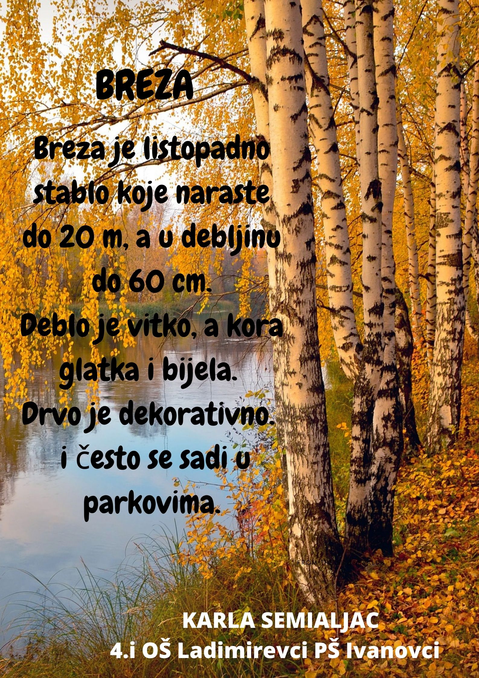Abeceda biljaka by Biljana Popović - Ourboox.com