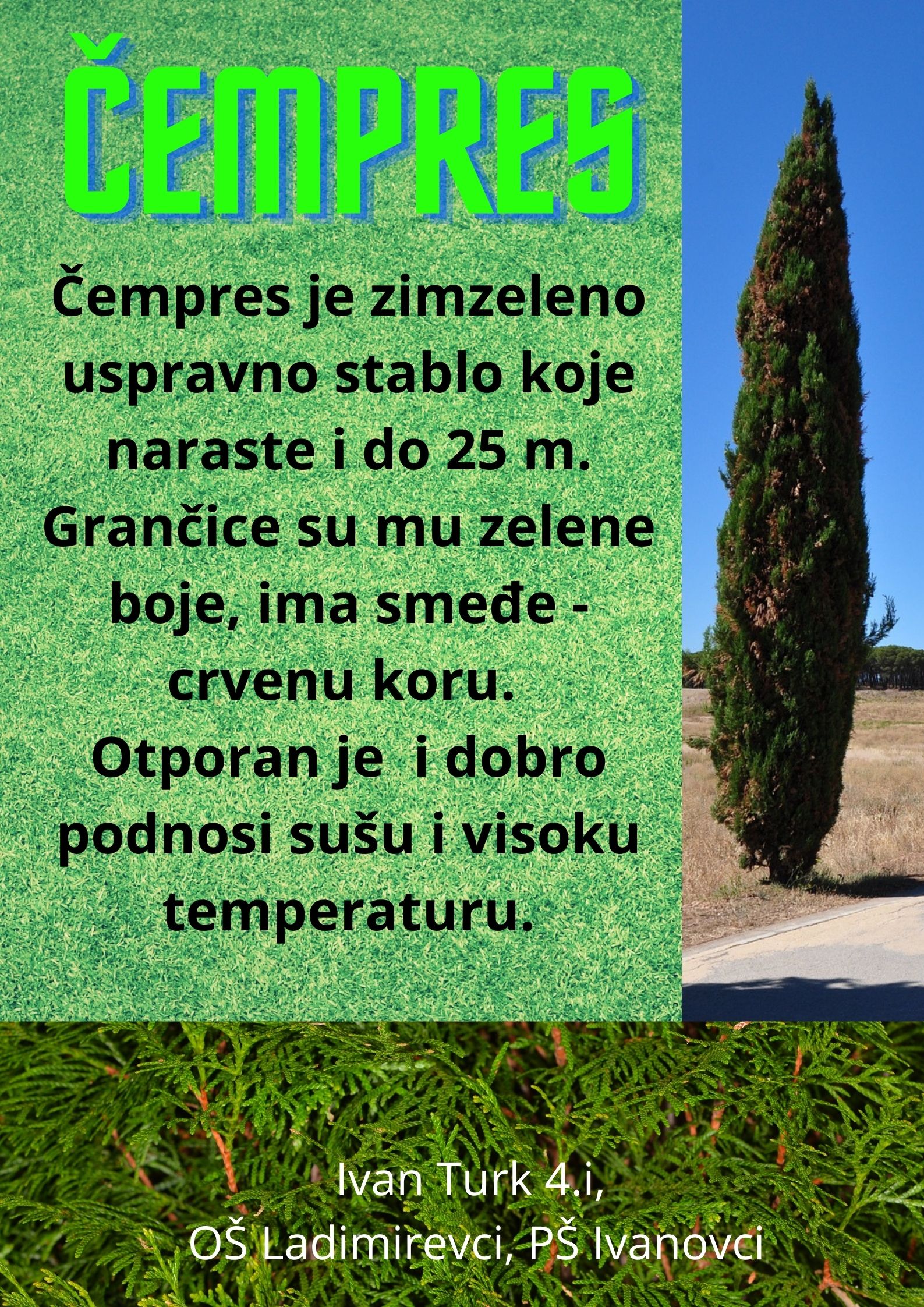 Abeceda biljaka by Biljana Popović - Ourboox.com