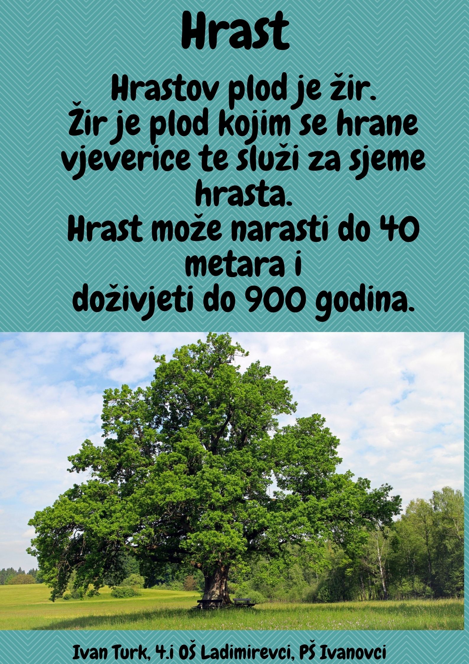 Abeceda biljaka by Biljana Popović - Ourboox.com