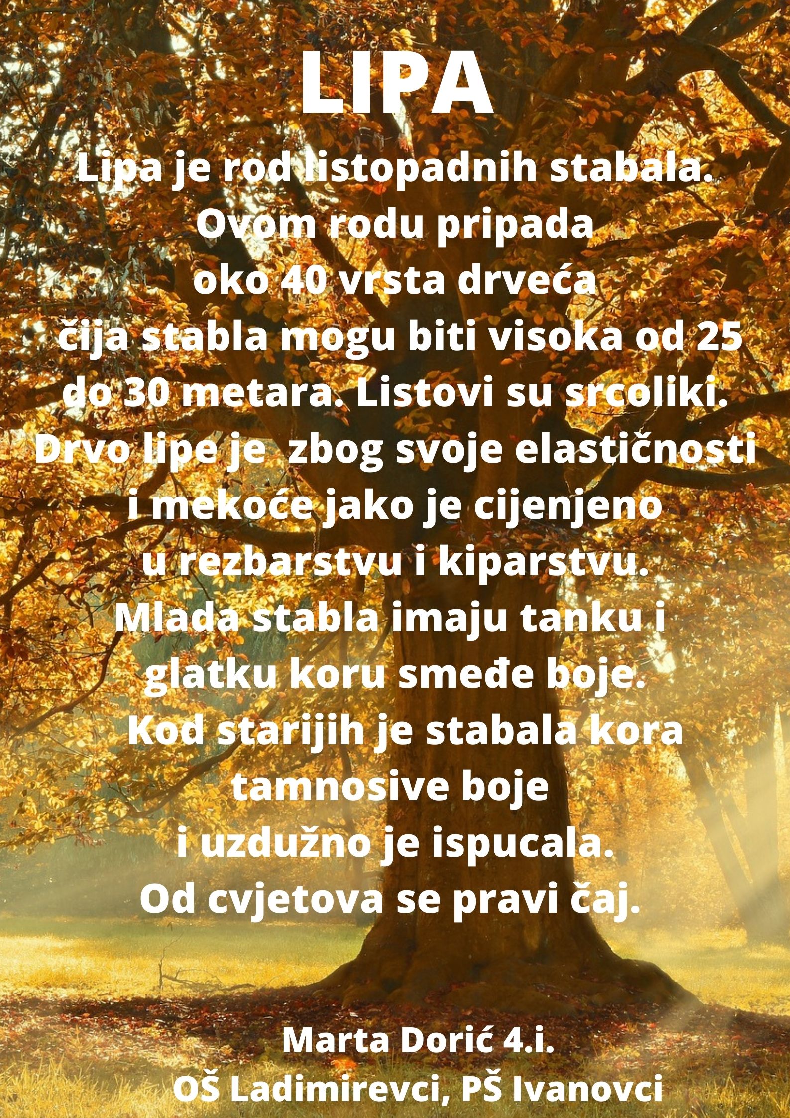 Abeceda biljaka by Biljana Popović - Ourboox.com