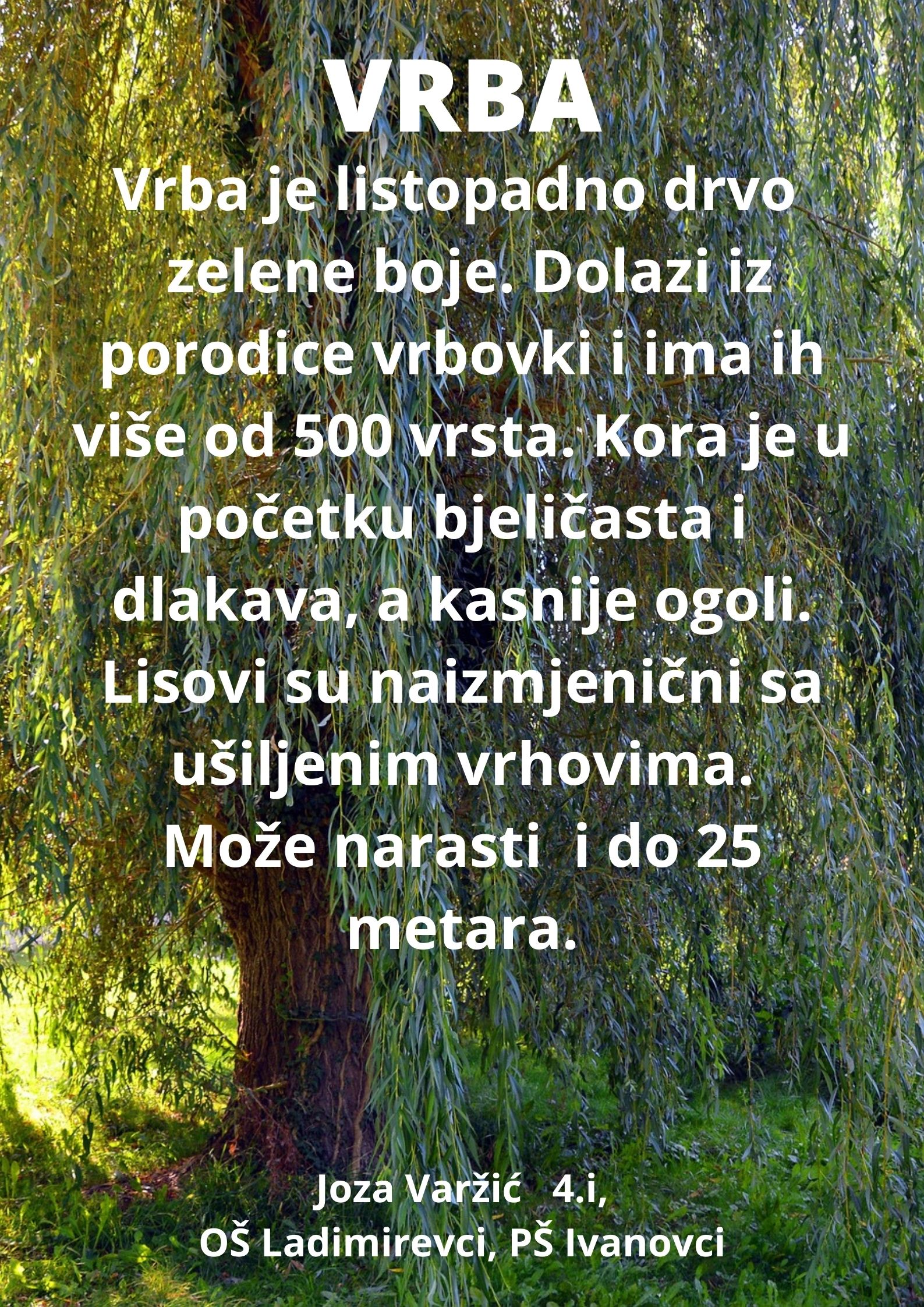 Abeceda biljaka by Biljana Popović - Ourboox.com