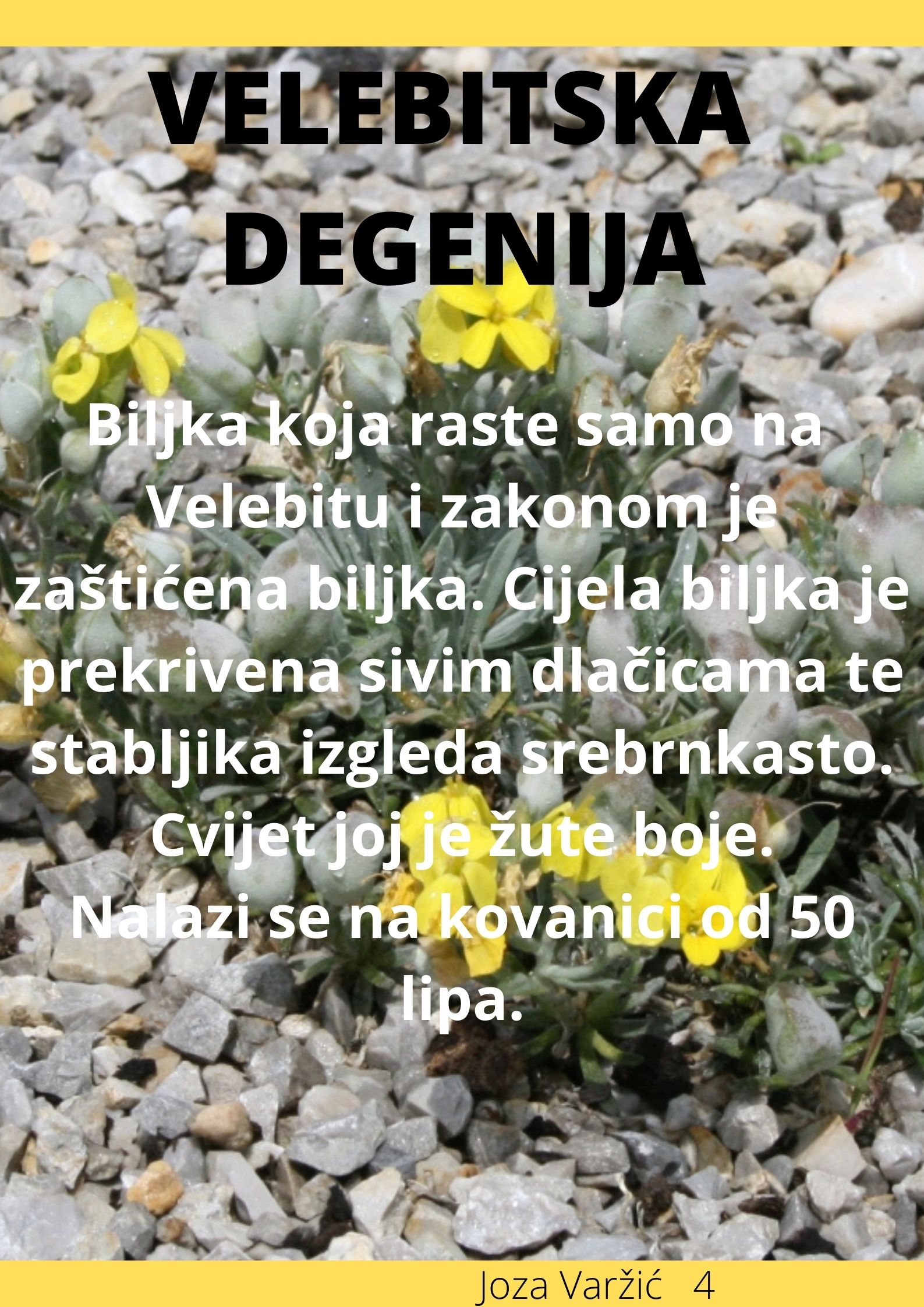 Abeceda biljaka by Biljana Popović - Ourboox.com