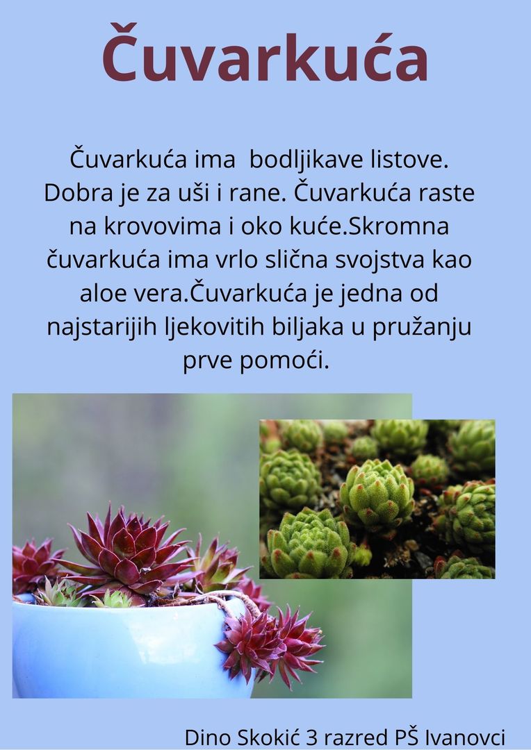 Abeceda biljaka by Biljana Popović - Ourboox.com