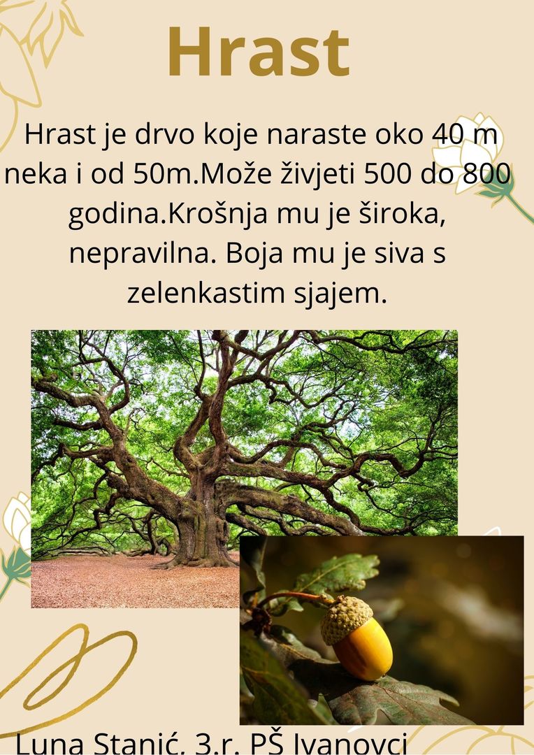 Abeceda biljaka by Biljana Popović - Ourboox.com