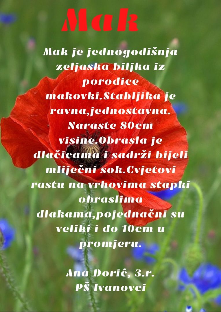 Abeceda biljaka by Biljana Popović - Ourboox.com