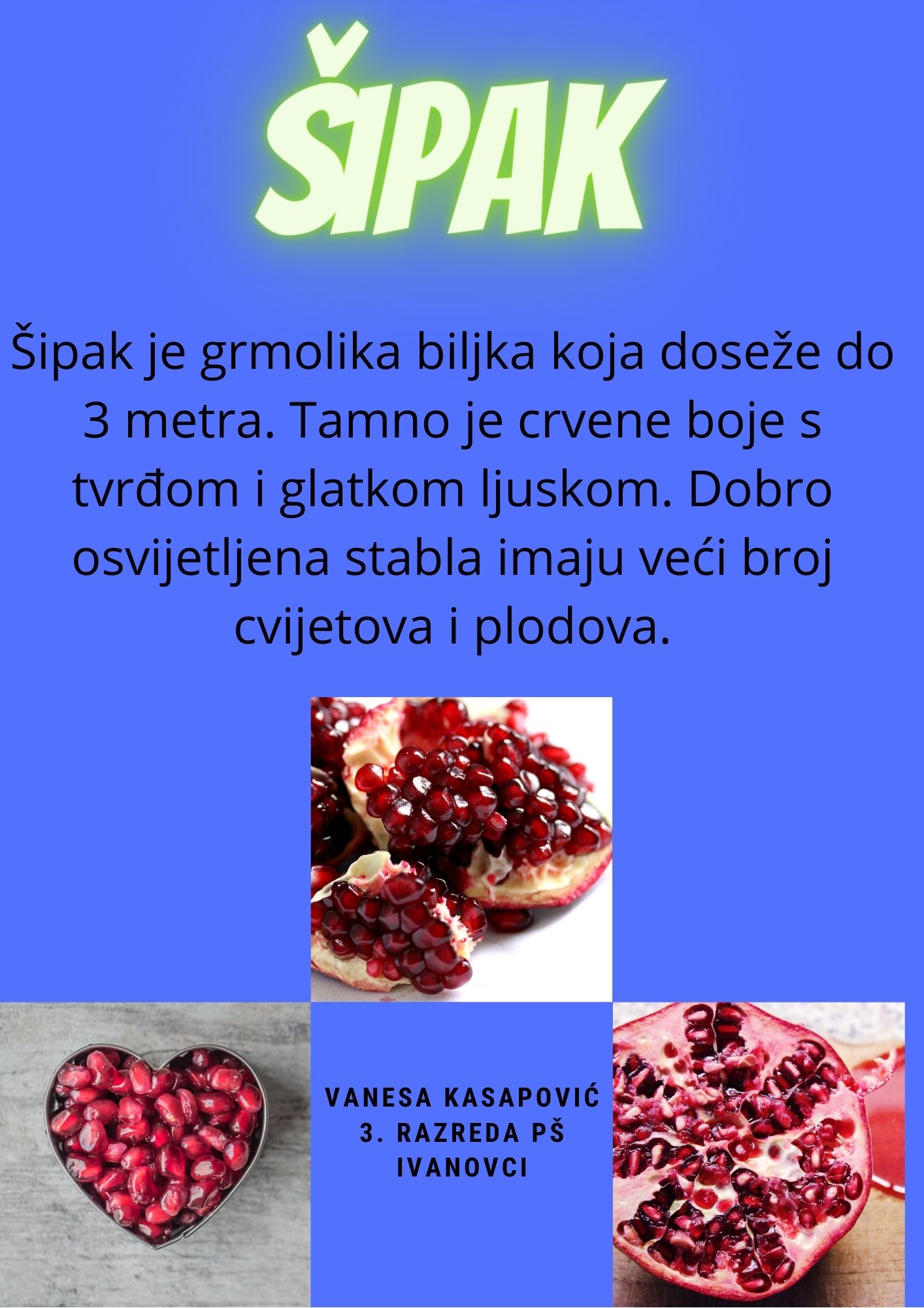 Abeceda biljaka by Biljana Popović - Ourboox.com
