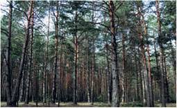 Ліси з багатою кількістю дерев