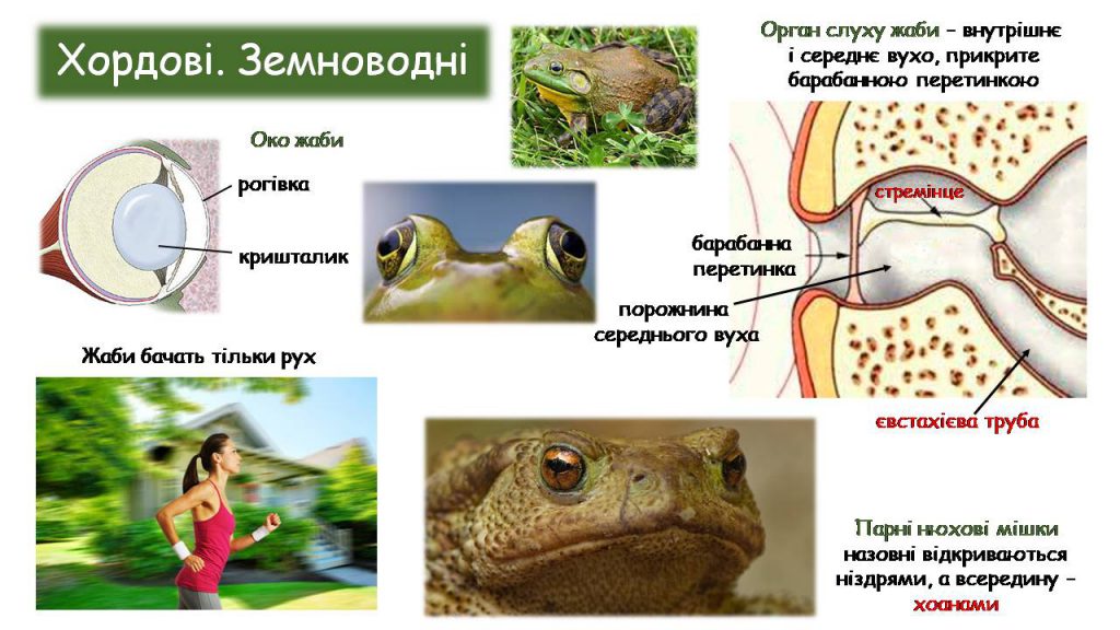 Органи чуття 7 клас. - Ourboox