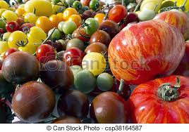 WHY the TOMATOES are RED? by shir tehila shemen - Illustrated by TEHILA SHEMEN - Ourboox.com