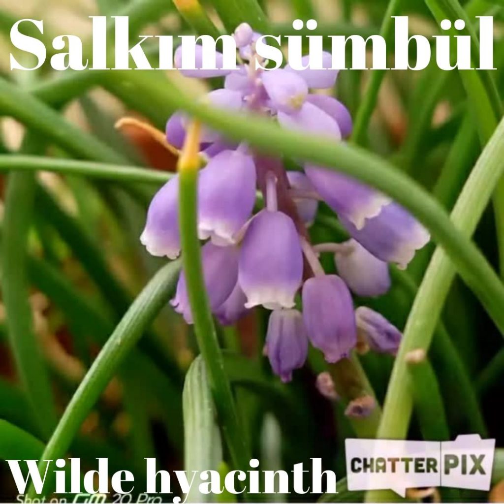 DÜNYANIN SÜSLERİ ÇİÇEKLERİ ÖĞRENELİM WORLD ORNAMENT LET’S LEARN THE FLOWERS by sukran - Illustrated by Şükran Yenigelen - Ourboox.com