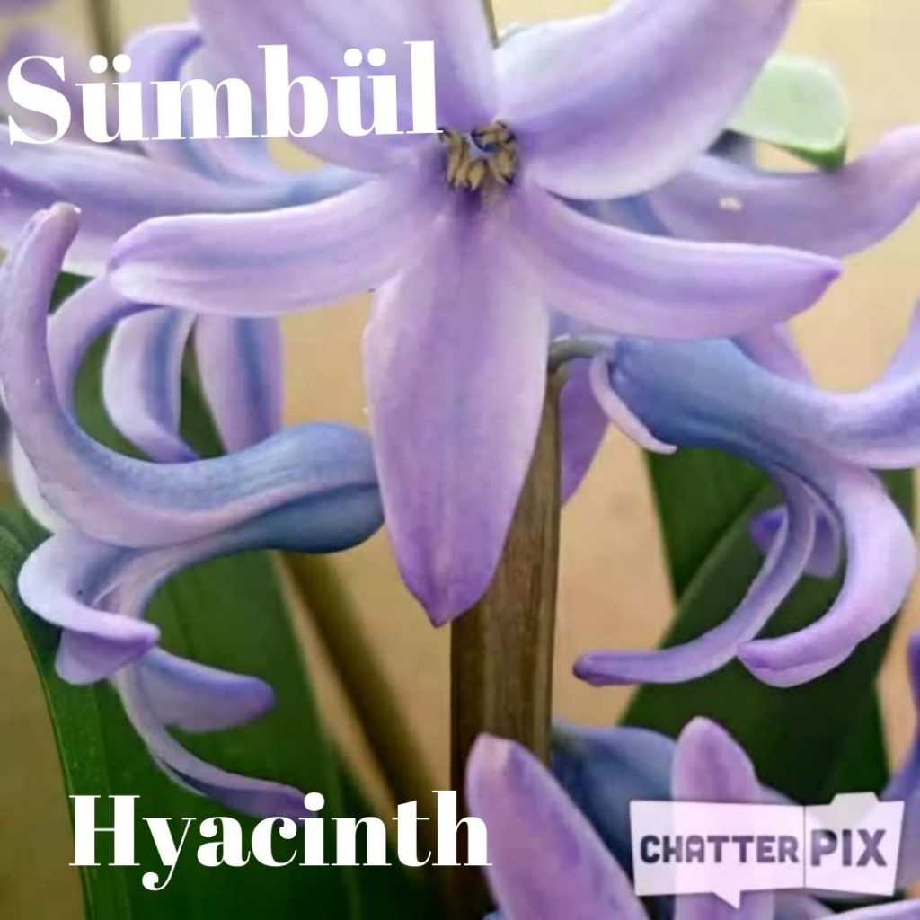 DÜNYANIN SÜSLERİ ÇİÇEKLERİ ÖĞRENELİM WORLD ORNAMENT LET’S LEARN THE FLOWERS by sukran - Illustrated by Şükran Yenigelen - Ourboox.com