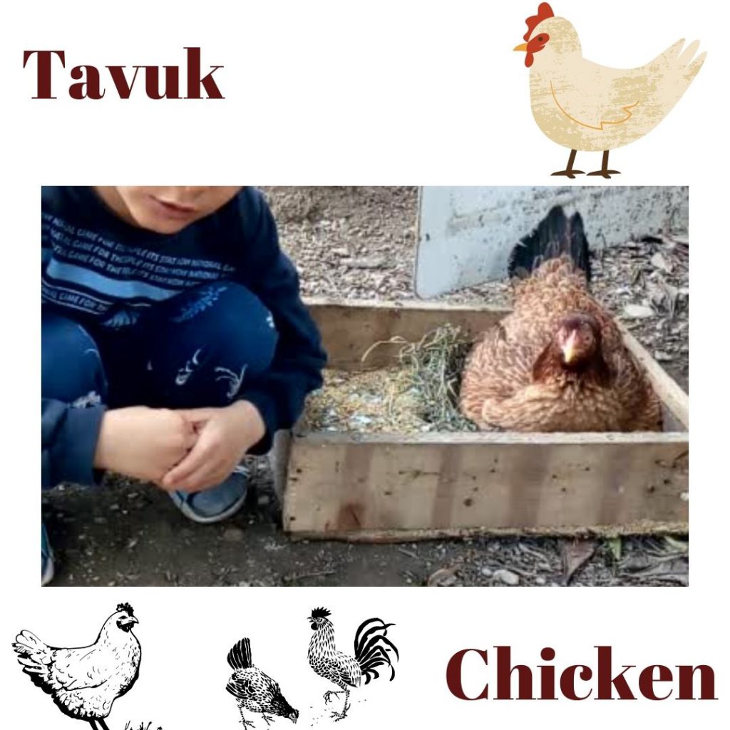 HAYVANLARI TANIYALIM – LET’S LEARN THE ANİMALS by sukran - Illustrated by Şükran Yenigelen - Ourboox.com