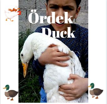 HAYVANLARI TANIYALIM – LET’S LEARN THE ANİMALS by sukran - Illustrated by Şükran Yenigelen - Ourboox.com