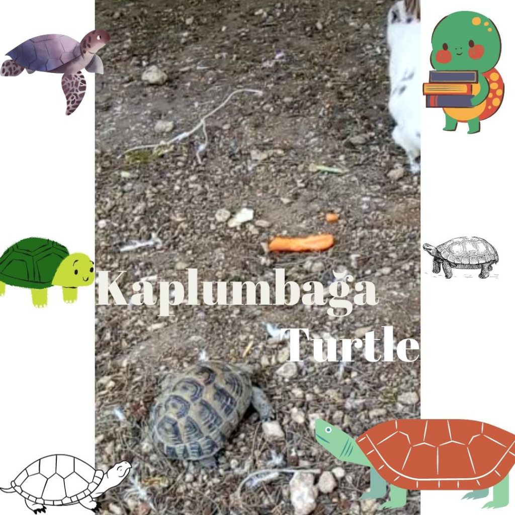 HAYVANLARI TANIYALIM – LET’S LEARN THE ANİMALS by sukran - Illustrated by Şükran Yenigelen - Ourboox.com