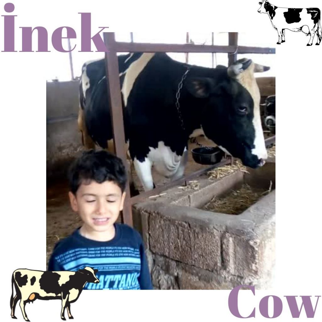 HAYVANLARI TANIYALIM – LET’S LEARN THE ANİMALS by sukran - Illustrated by Şükran Yenigelen - Ourboox.com