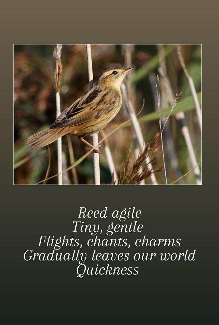 Poems about our Rivers of Life by Margarita Renedo Gómez - Ourboox.com