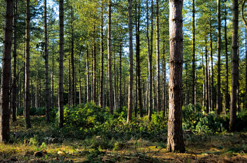 THE FOREST THE FOREST