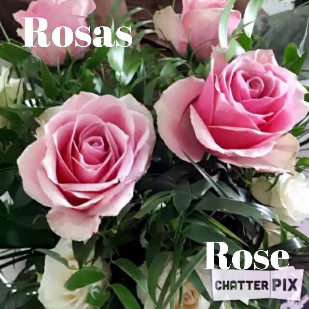 Vamos aprender as flores ornamentais do mundo–Let’s learn the ornamental flowers of the world by gönüller bir olsun e Twinning project - Illustrated by Şükran Yenigelen & Carla Cordeiro - Ourboox.com