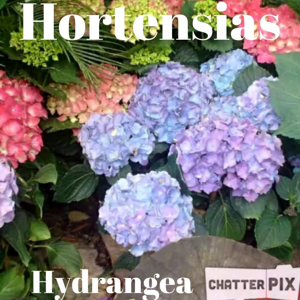 Vamos aprender as flores ornamentais do mundo–Let’s learn the ornamental flowers of the world by gönüller bir olsun e Twinning project - Illustrated by Şükran Yenigelen & Carla Cordeiro - Ourboox.com
