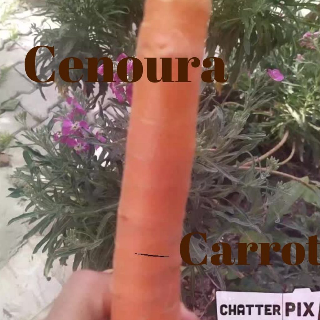 Vamos aprender os vegetais–Let’s learn the vegetables by gönüller bir olsun e Twinning project - Illustrated by Şükran Yenigelen & Carla Cordeiro - Ourboox.com
