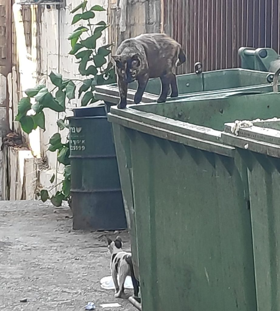 לואיס תרזה והדה גאבלר סיפור קצר סמדר שרת צילומים רפי פרץ אמנות ישראלית by raphael perez רפי פרץ אמנות ישראלית עכשווית מודרנית - Illustrated by טקסט סמדר שרת צילומים רפי פרץ - Ourboox.com