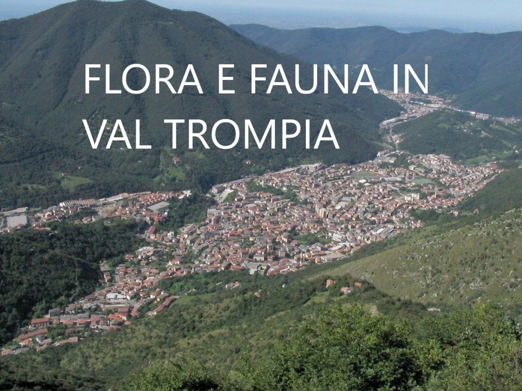 FLORA E FAUNA by Terza B. - Ourboox.com FLORA E FAUNA by Terza B. - Ourboox.com