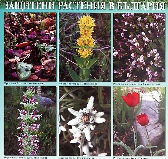 Защитени растения в България by Nikola - Ourboox.com Защитени растения в България by Nikola - Ourboox.com