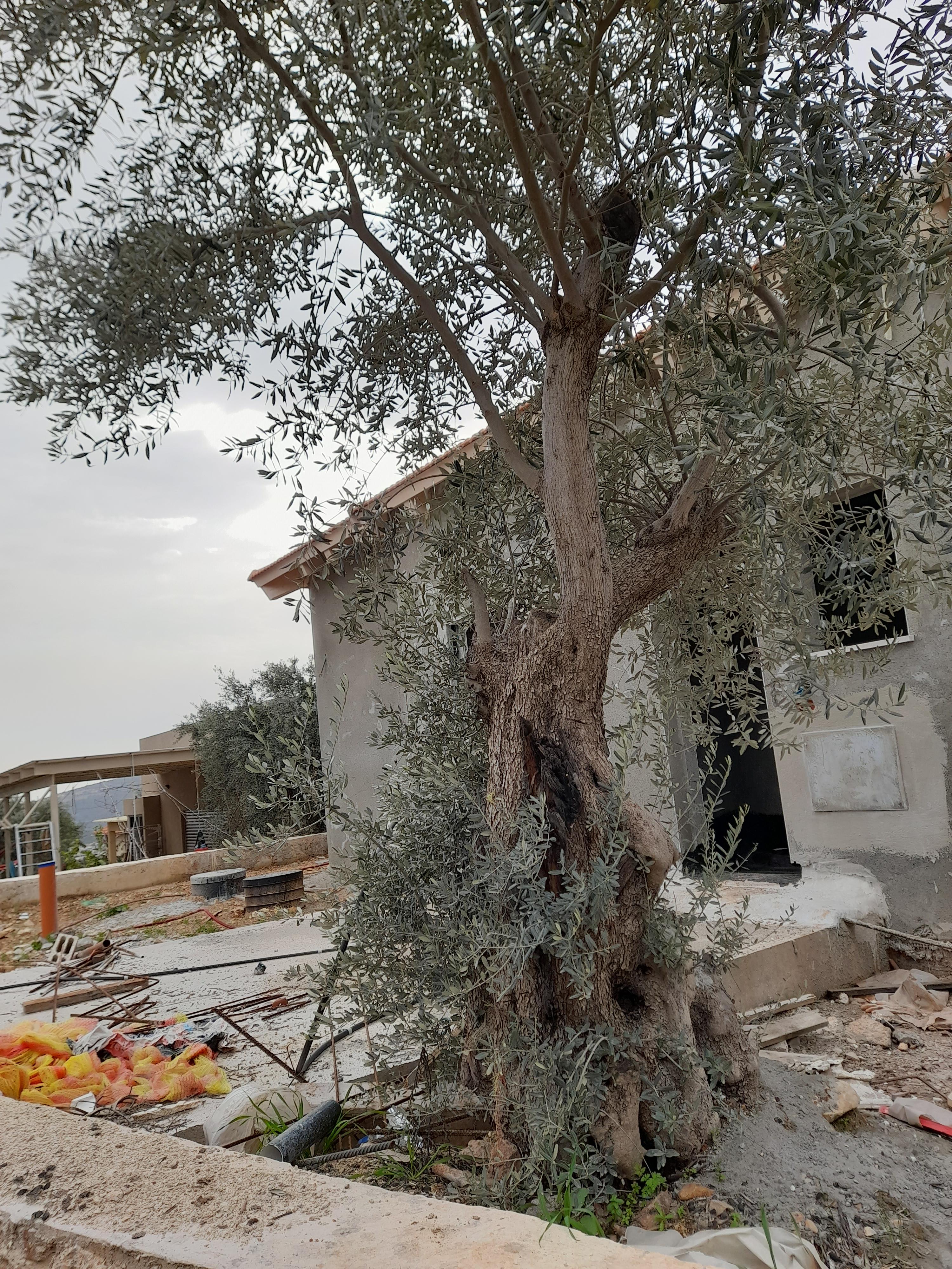 עולם נקי- מבט באמצעות המצלמה. הצילומים של תלמידי “מדע ודעת” כרמיאל by maya meyrav - Illustrated by תלמידי "מדע ודעת" כרמיאל - Ourboox.com