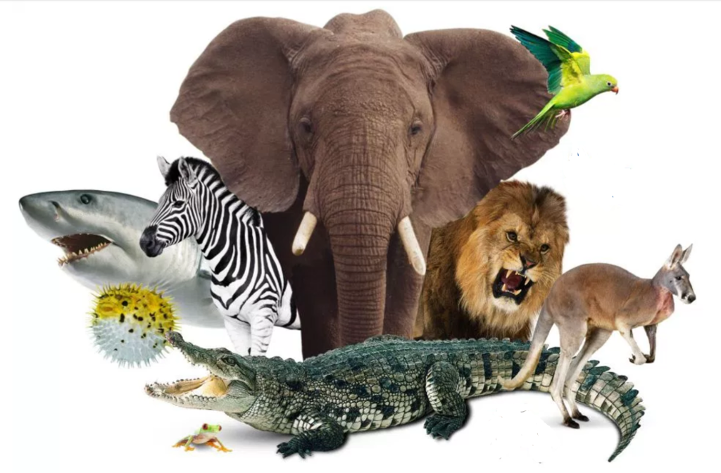 Gli animali by Terza B. - Illustrated by Maestra Rossana - Ourboox.com