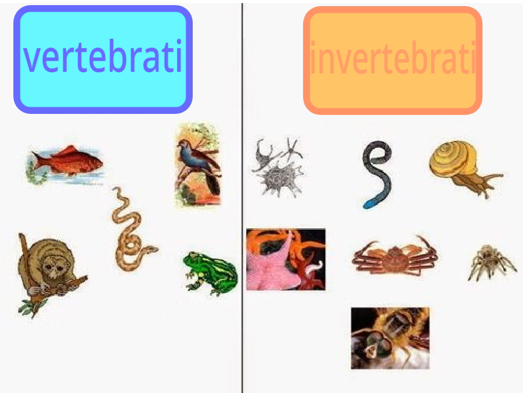 GLI ANIMALI by Terza B. - Ourboox.com