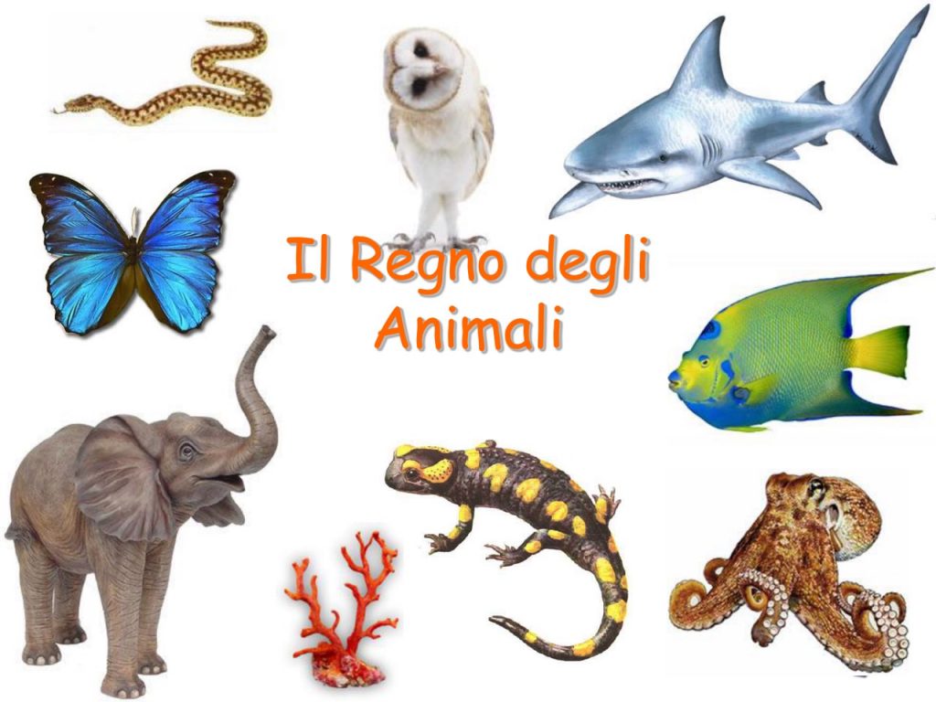 GLI ANIMALI by Terza B. - Ourboox.com GLI ANIMALI by Terza B. - Ourboox.com