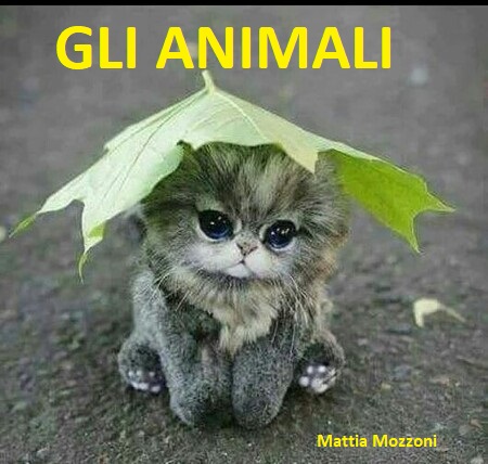 gli animali by Terza B. - Ourboox.com gli animali by Terza B. - Ourboox.com