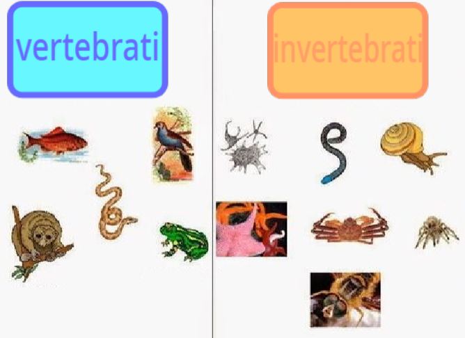 gli animali by Terza B. - Ourboox.com