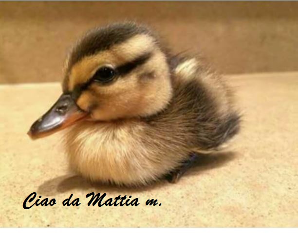 gli animali by Terza B. - Ourboox.com