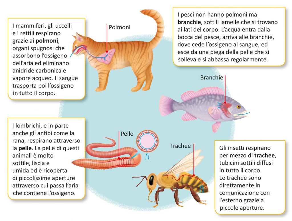 GLI ANIMALI by Terza B. - Illustrated by Mensi Andrea - Ourboox.com