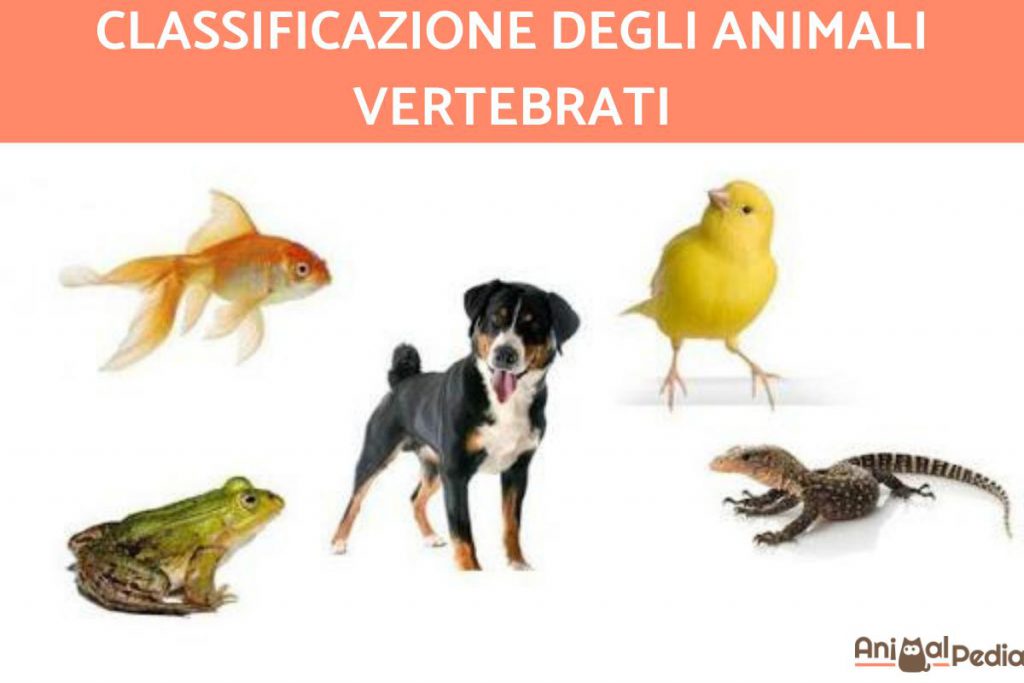 Gli animali by Terza B. - Ourboox.com