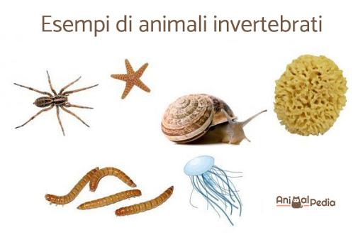 Gli animali by Terza B. - Ourboox.com