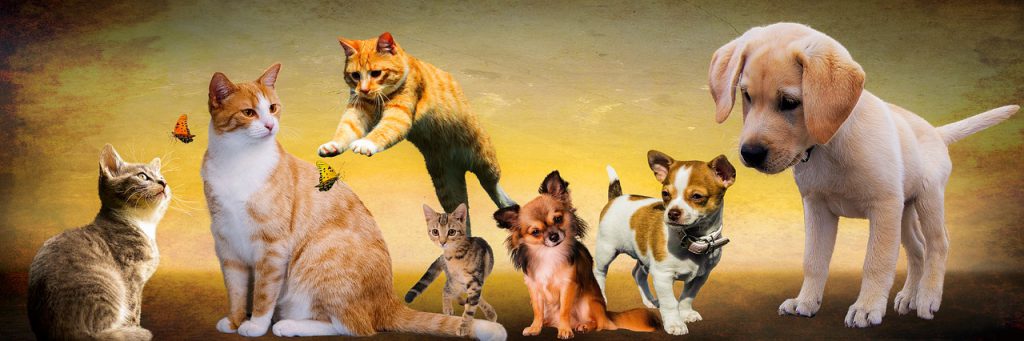 gli animali by Terza B. - Ourboox.com gli animali by Terza B. - Ourboox.com