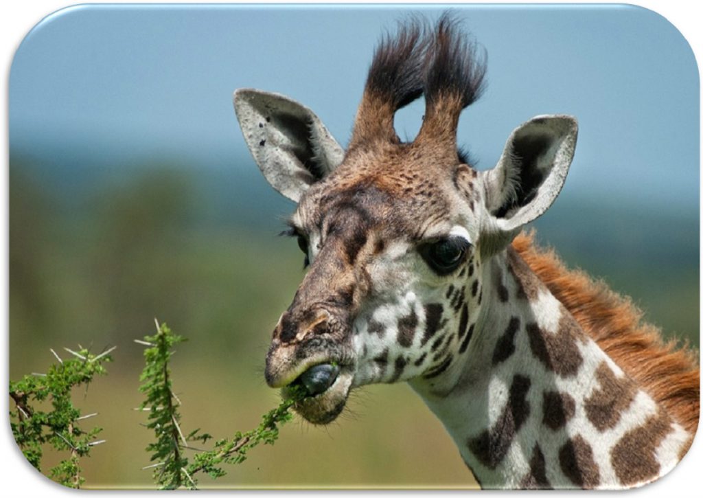 gli animali by Terza B. - Ourboox.com