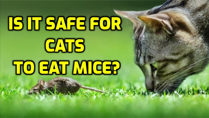 Do Cats Eat Dead Mice Ourboox Do Cats Eat Dead Mice Ourboox