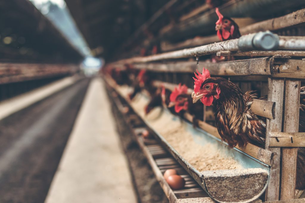 Global Poultry Processing Equipment Market Size And Forecast by mantimanna - Ourboox.com