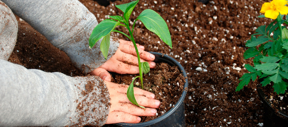 plantas-frio1