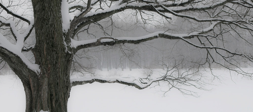 cuidar-arboles