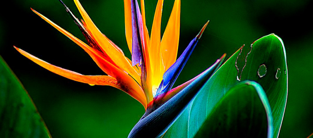 flor-ave-paraiso