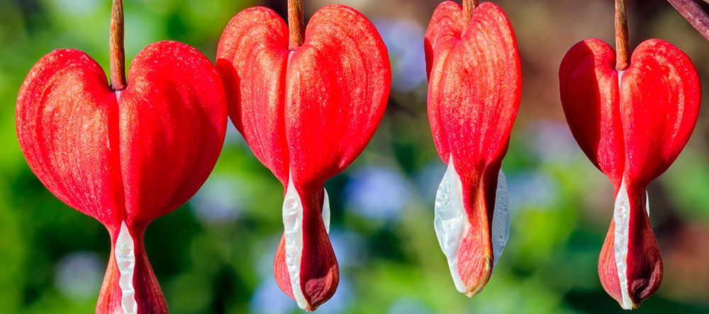 flor-corazon-sangrante