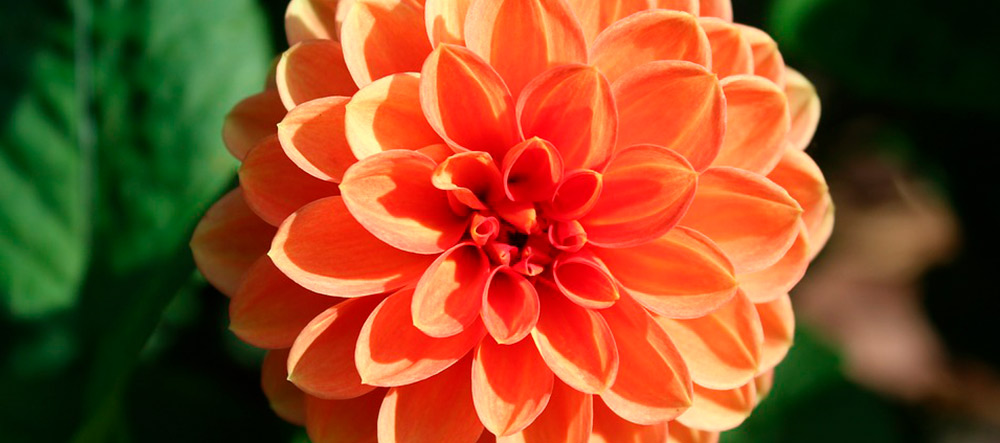 flor-dalia