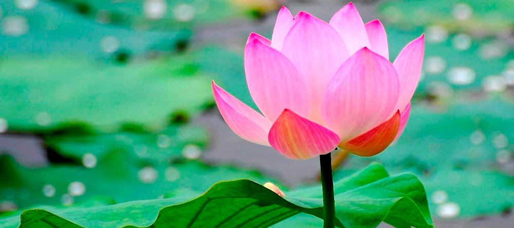 flores-loto
