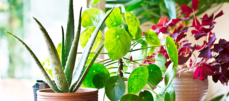 plantas-hardin