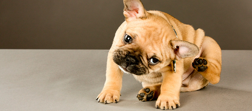 mascotas-pulgas